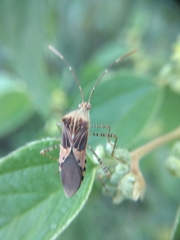 Hypselonotus punctiventris