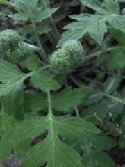 Hydrophyllum macrophyllum
