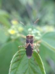Hypselonotus punctiventris