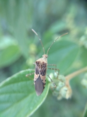 Hypselonotus punctiventris