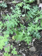 Hydrophyllum macrophyllum