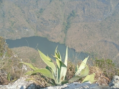 Agave kewensis