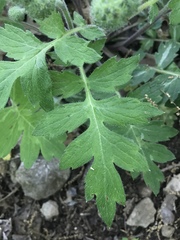 Hydrophyllum macrophyllum