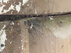 Leiobunum viridorsum