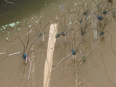 Leiobunum viridorsum