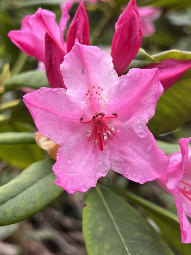 Rhododendron macrophyllum