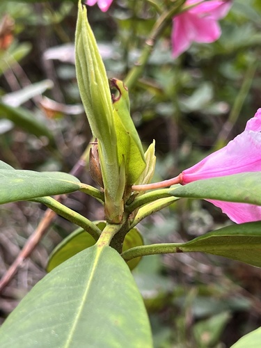 Rhododendron macrophyllum