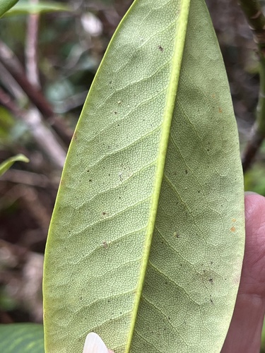 Rhododendron macrophyllum