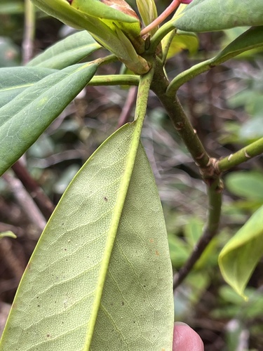 Rhododendron macrophyllum
