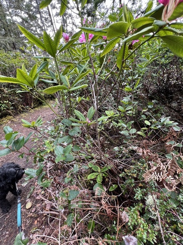 Rhododendron macrophyllum