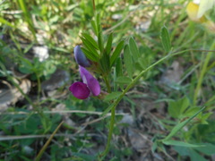 Vicia sativa nigra