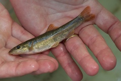 Rhinichthys cataractae