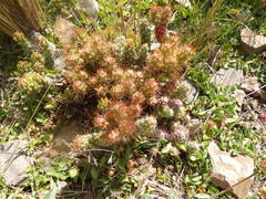 Austrocylindropuntia shaferi
