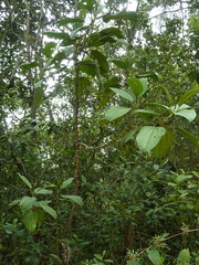 Meriania nobilis