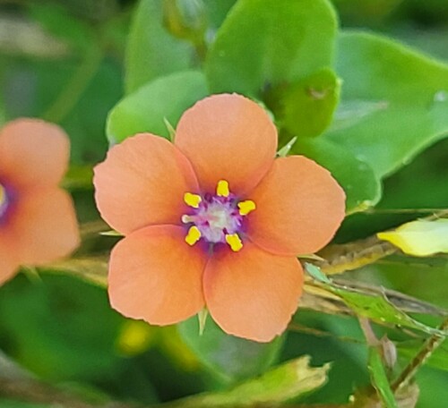 Lysimachia arvensis