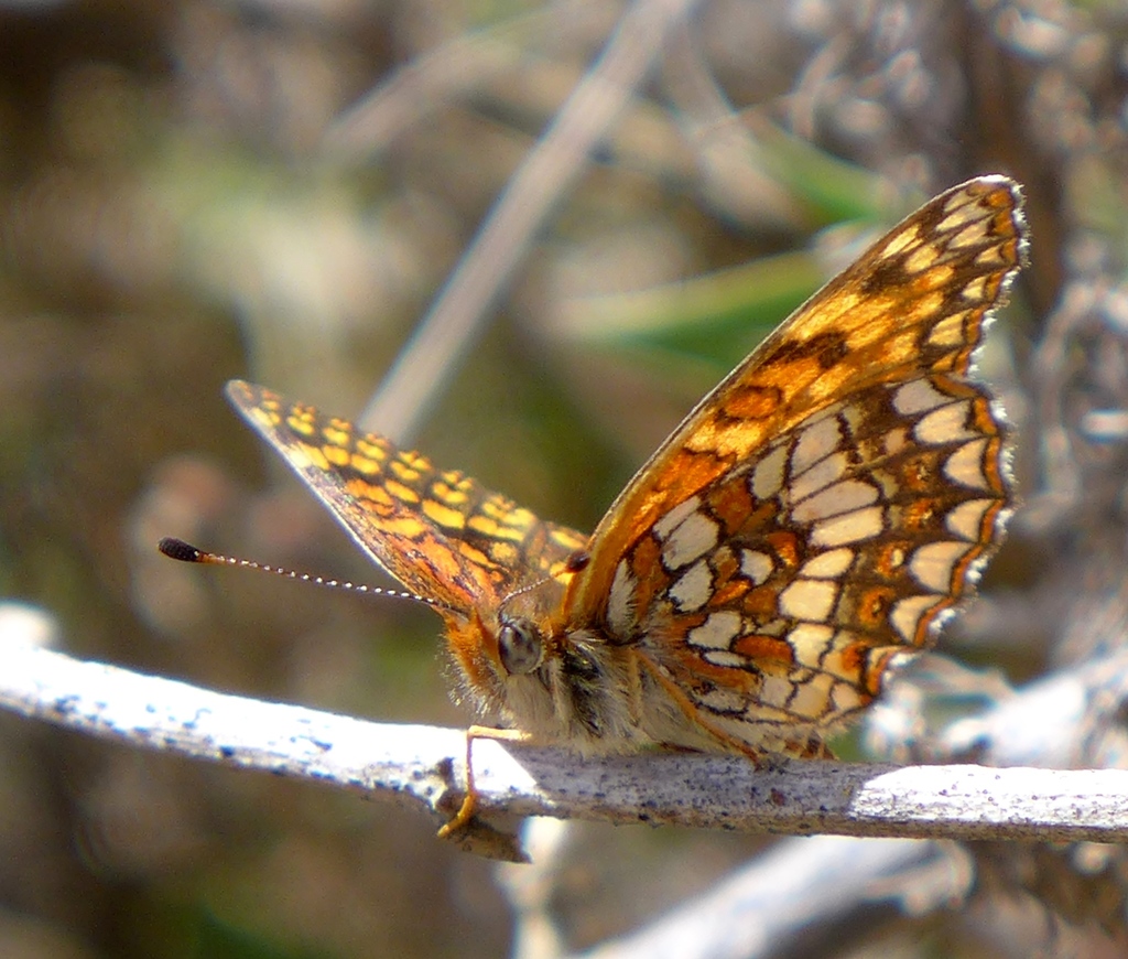 Gabb's Checkerspot