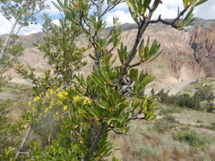 Kageneckia lanceolata