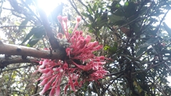 Cavendishia pubescens