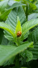 Harmonia axyridis