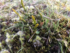 Carmichaelia corrugata
