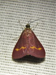 Pyrausta pseuderosnealis