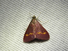 Pyrausta pseuderosnealis