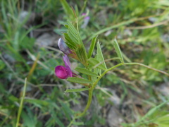Vicia sativa nigra