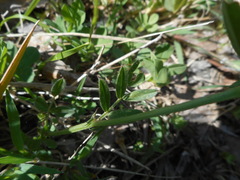 Vicia sativa nigra