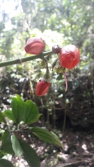 Meriania quintuplinervis