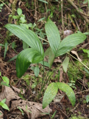 Chamaedorea pinnatifrons