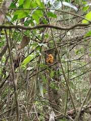 Chamaedorea pinnatifrons