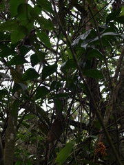 Chamaedorea pinnatifrons