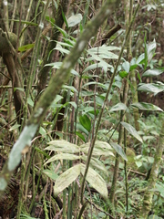 Chamaedorea pinnatifrons