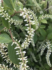Itea