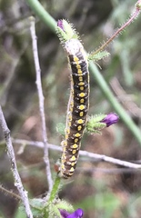 Sympistis perscripta