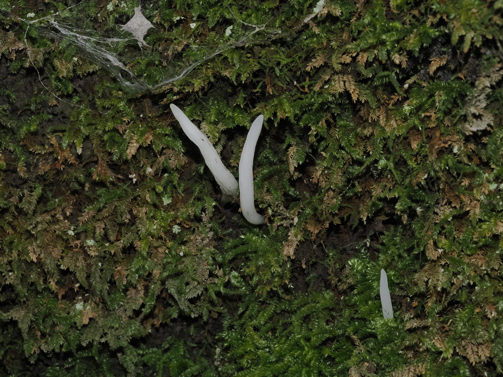 Clavaria sp. 'CA13'