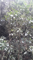 Meriania quintuplinervis