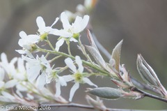 Amelanchier humilis