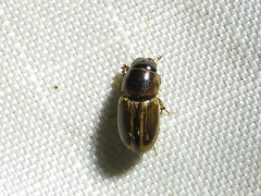 Labarrus cincticulus