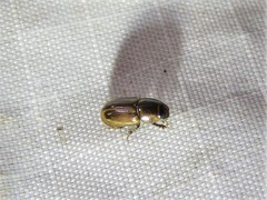 Labarrus cincticulus