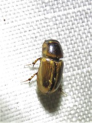 Labarrus cincticulus