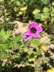 Geranium ocellatum