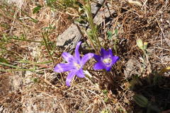 Brodiaea terrestris kernensis