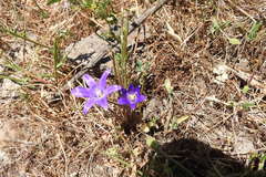 Brodiaea terrestris kernensis