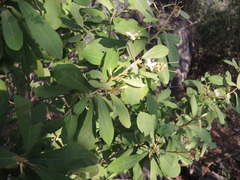 Quadrella asperifolia
