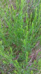 Lythrum alatum lanceolatum