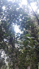 Meriania quintuplinervis