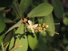 Quadrella asperifolia