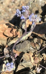 Phacelia breweri
