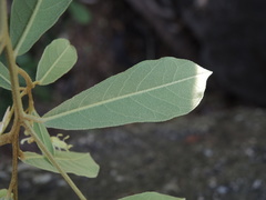 Quadrella asperifolia